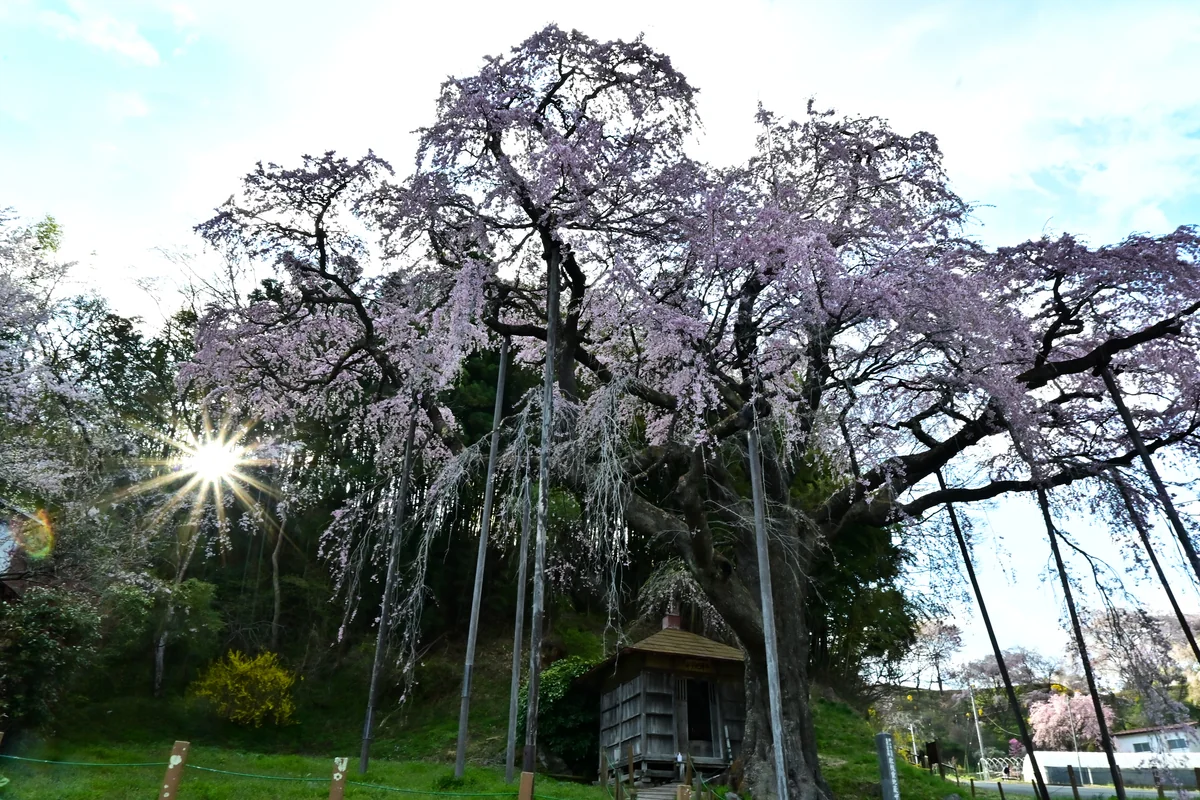 投稿写真：紅枝垂地蔵桜