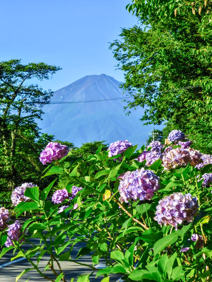 投稿写真：夏富士とアジサイ