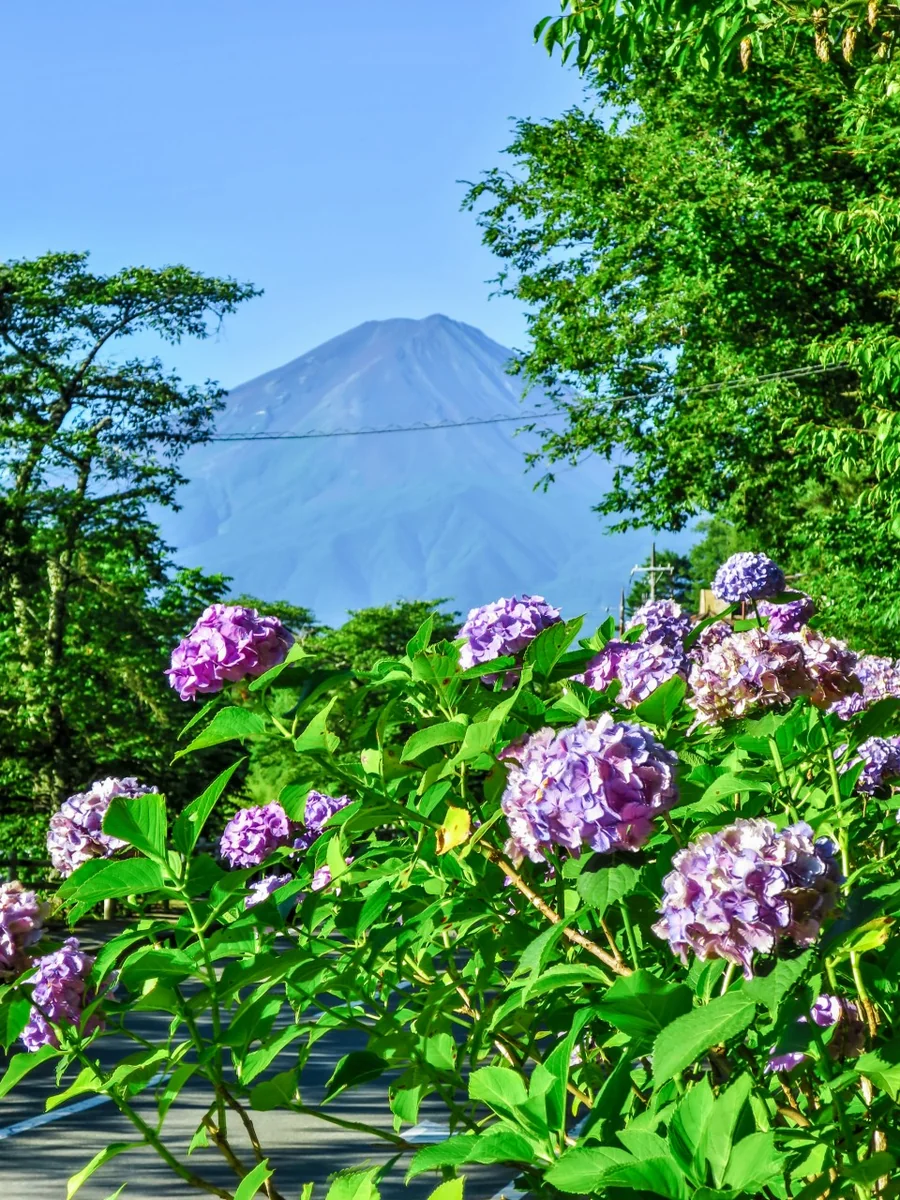 投稿写真：夏富士とアジサイ