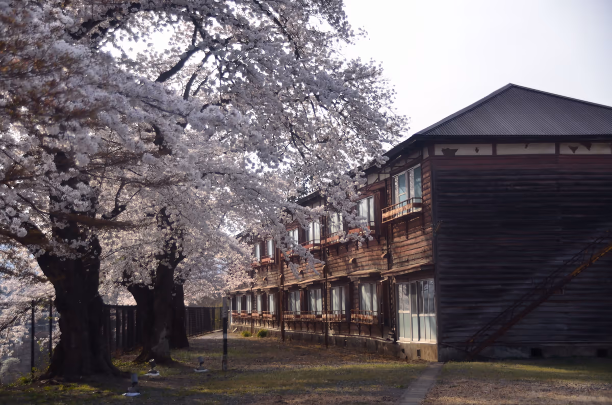 投稿写真：富岡製糸場　桜