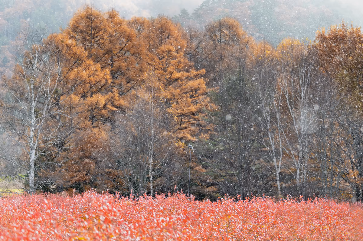 投稿写真：ブルーベリーの紅葉そして粉雪