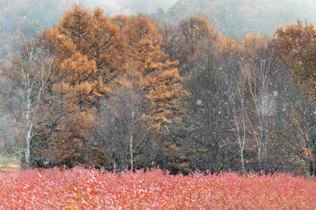 投稿写真：ブルーベリーの紅葉そして粉雪