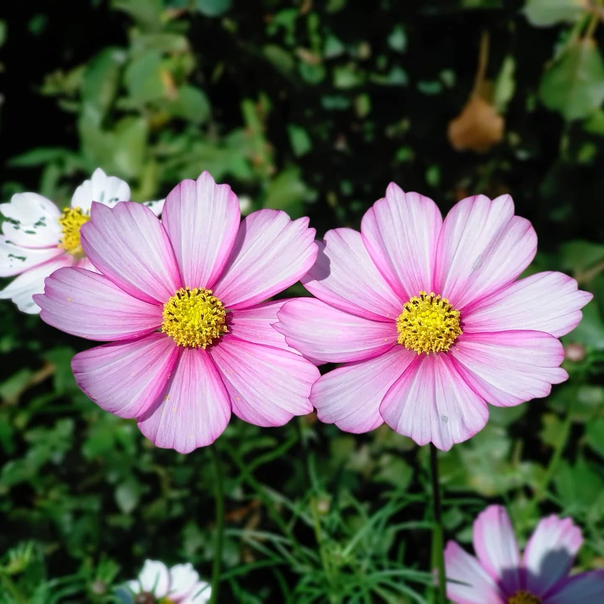 投稿写真：仲良し