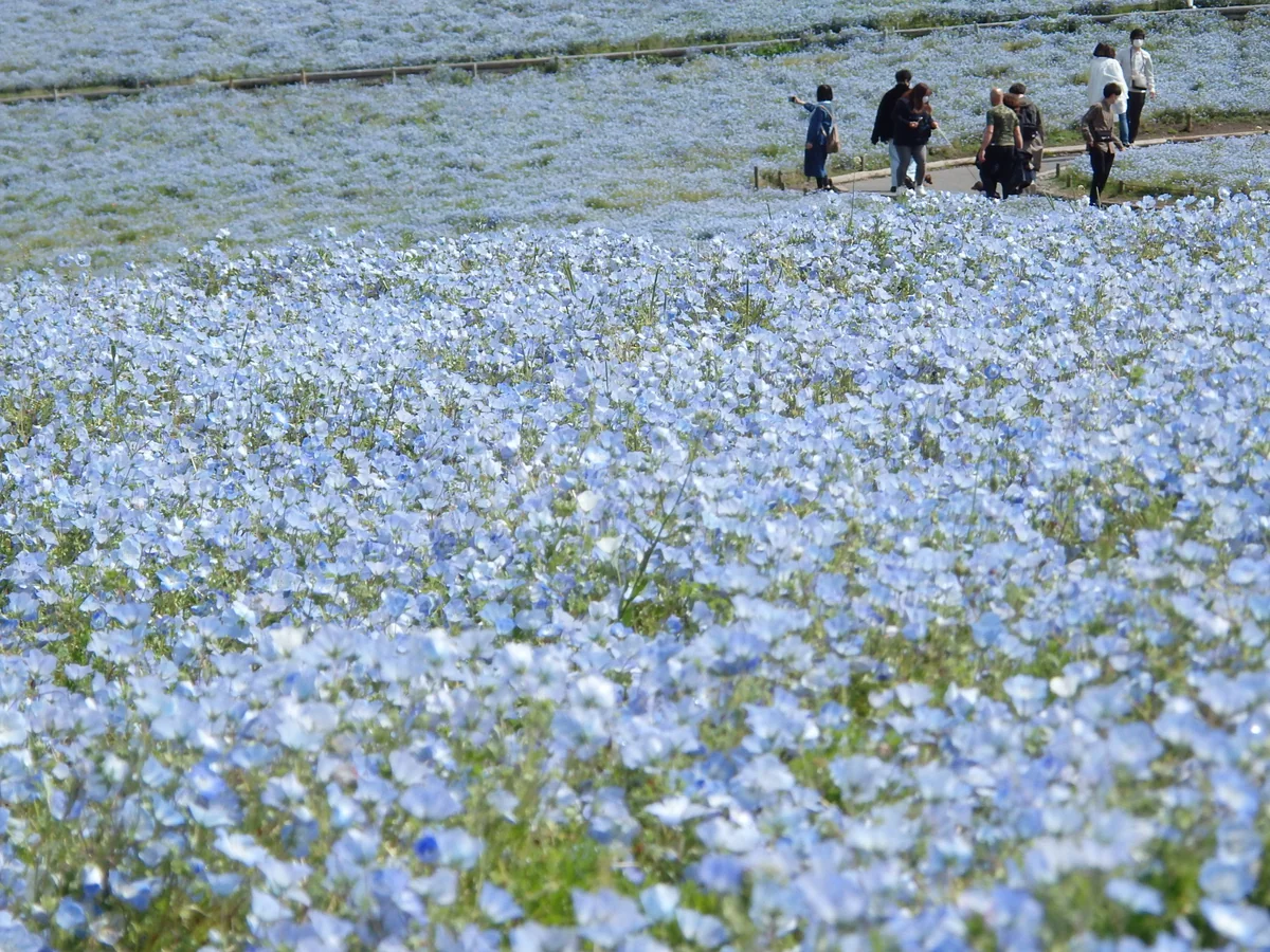 投稿写真：ネモフィラの丘