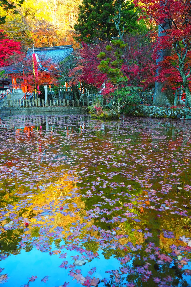 投稿写真：龍泉寺　紅葉