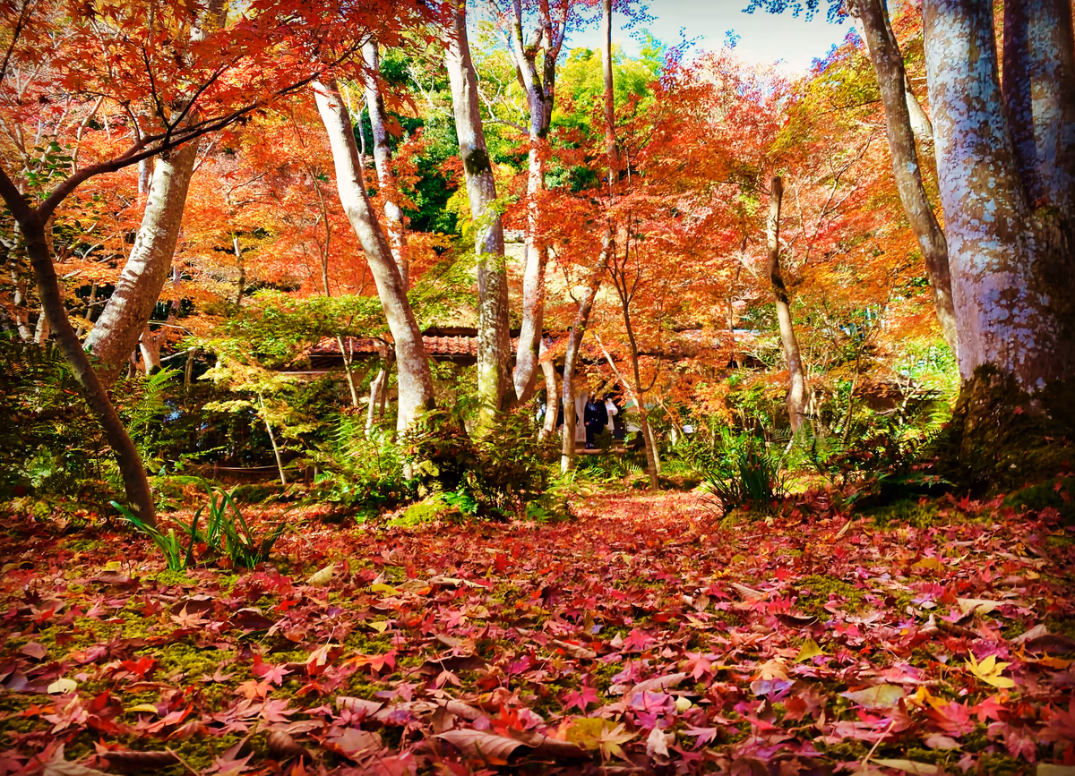 投稿写真：悲恋の尼寺 祇王寺