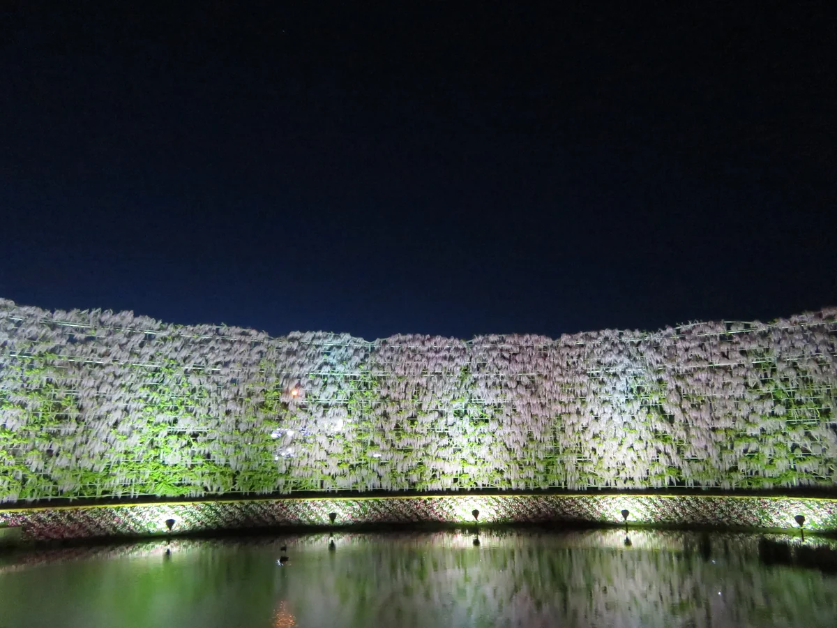 投稿写真：『むらさき藤のスクリーン』／あしかがフラワーパーク