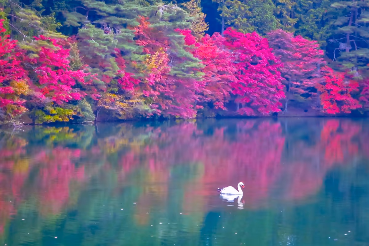投稿写真：紅葉のリフレクションと白鳥