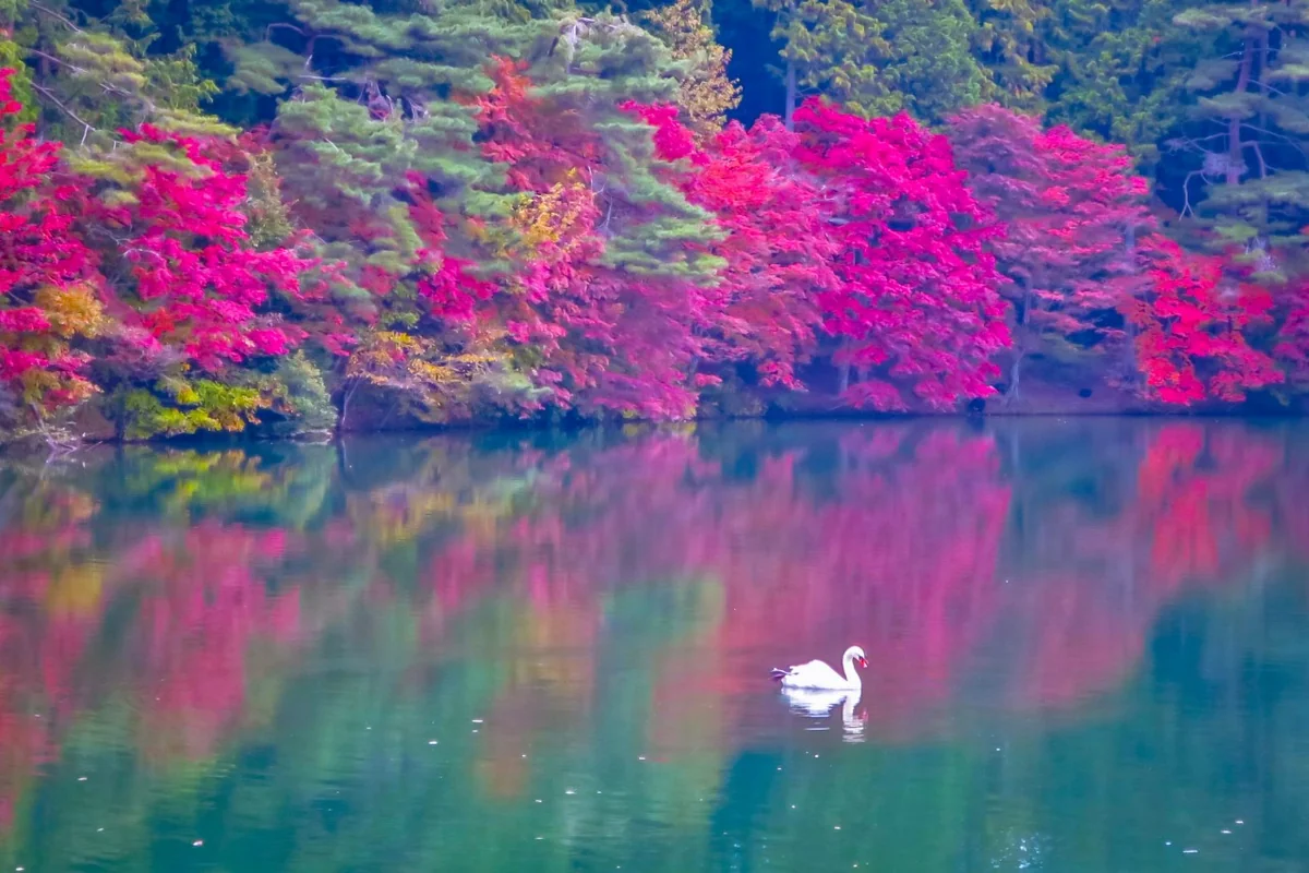 投稿写真：紅葉のリフレクションと白鳥