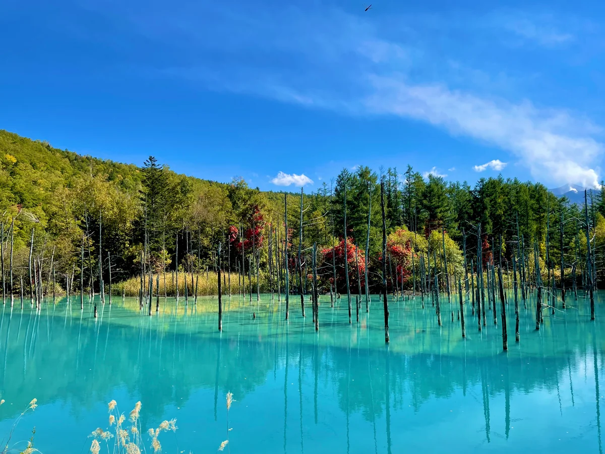 投稿写真：青い池