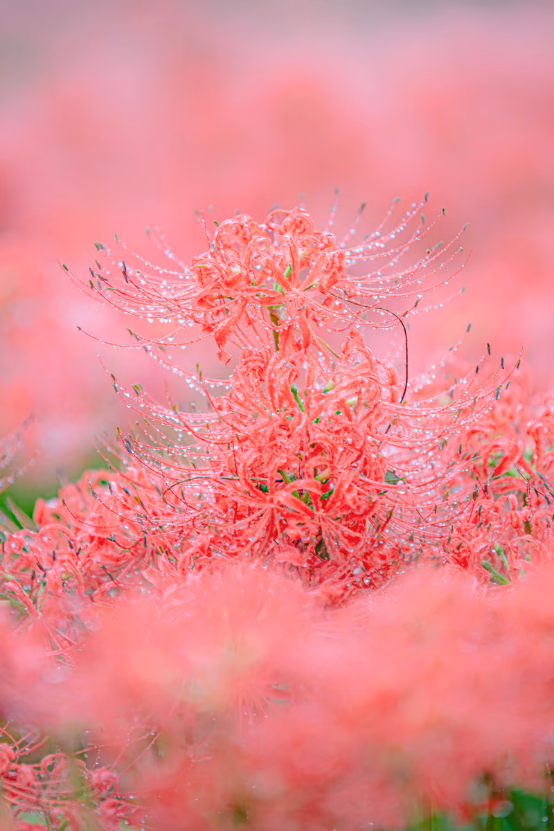 投稿写真：雨に染まる曼殊沙華