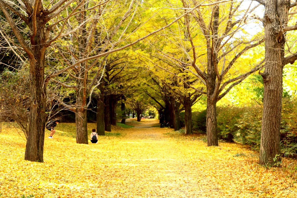 ゆうちょさんの投稿写真