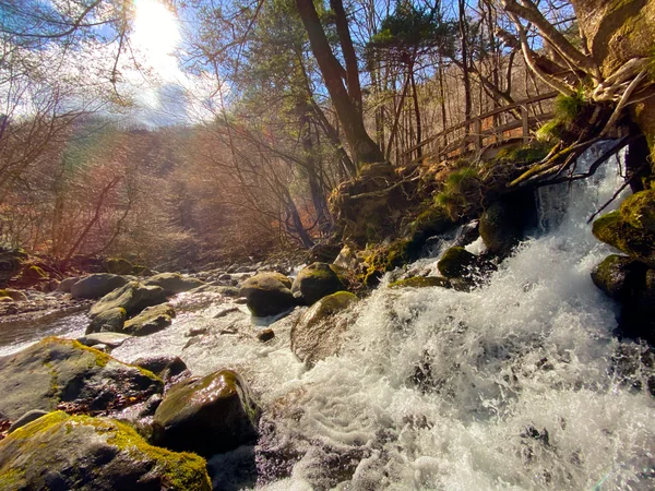 投稿：自然の恵み