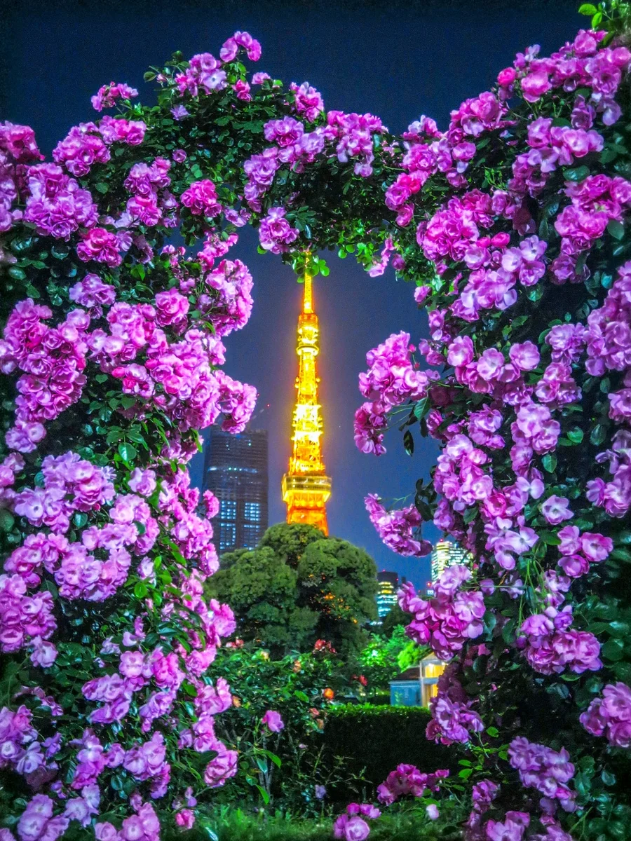 投稿写真：薔薇と東京タワー
