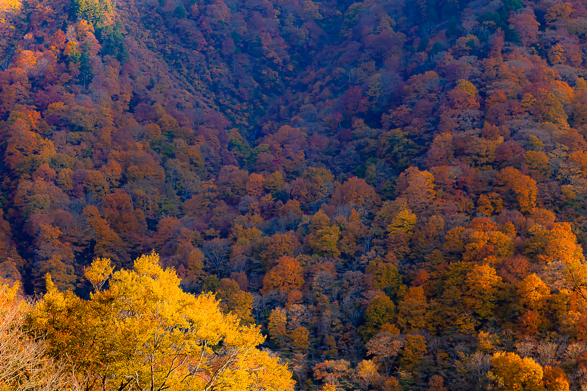 投稿写真：湯檜曾の紅葉