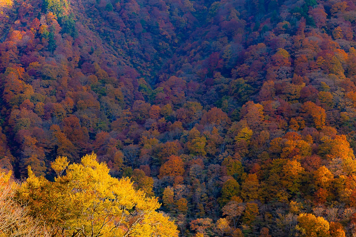投稿写真：湯檜曾の紅葉