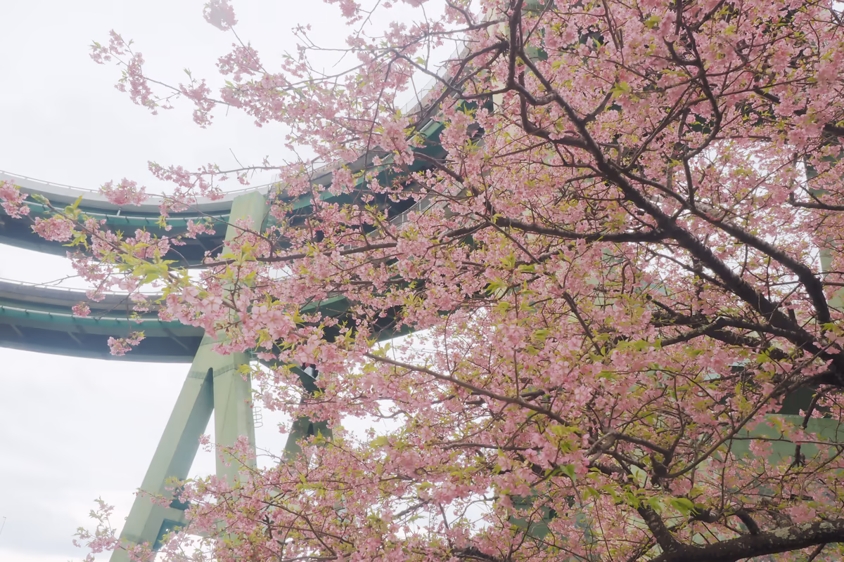 投稿写真：ループ橋と河津桜