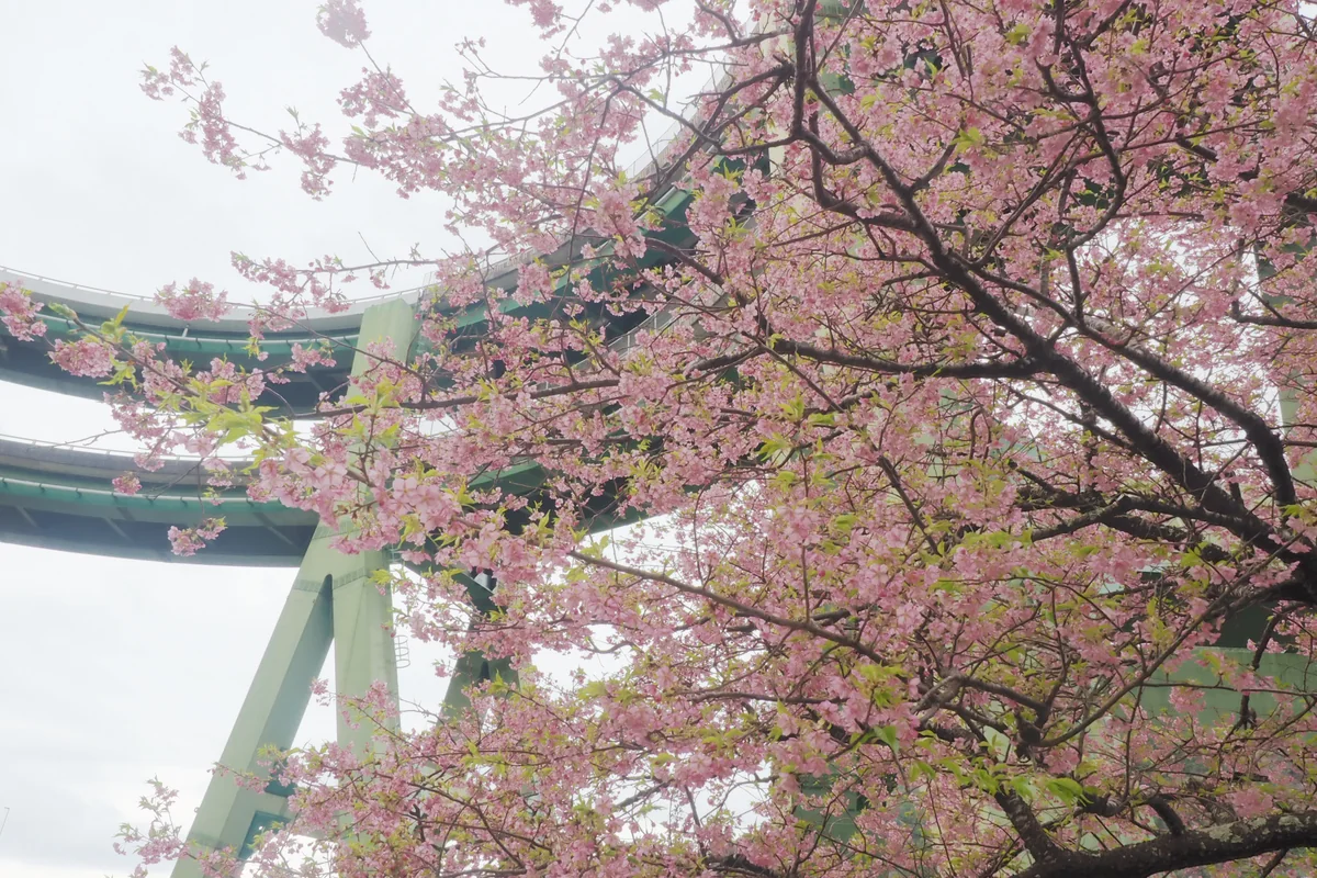 投稿写真：ループ橋と河津桜
