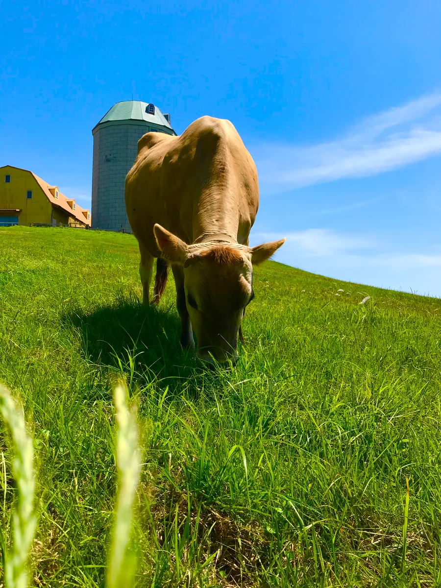 投稿写真：長崎　とある牧場