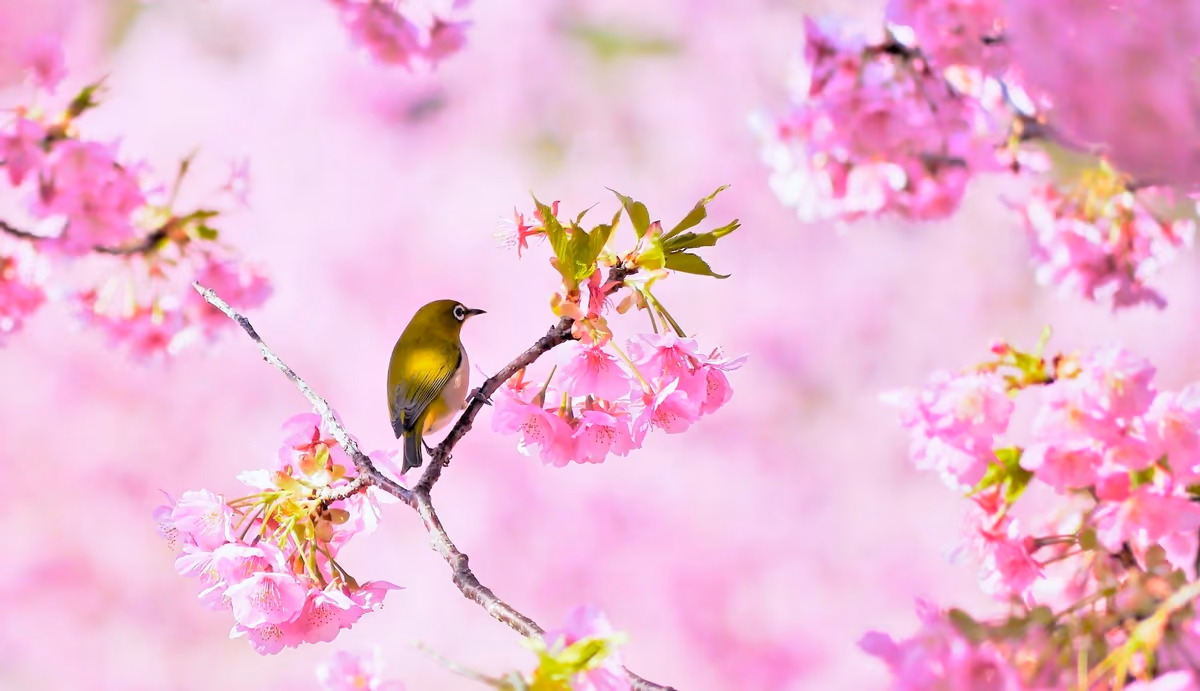 投稿写真：河津桜とメジロ