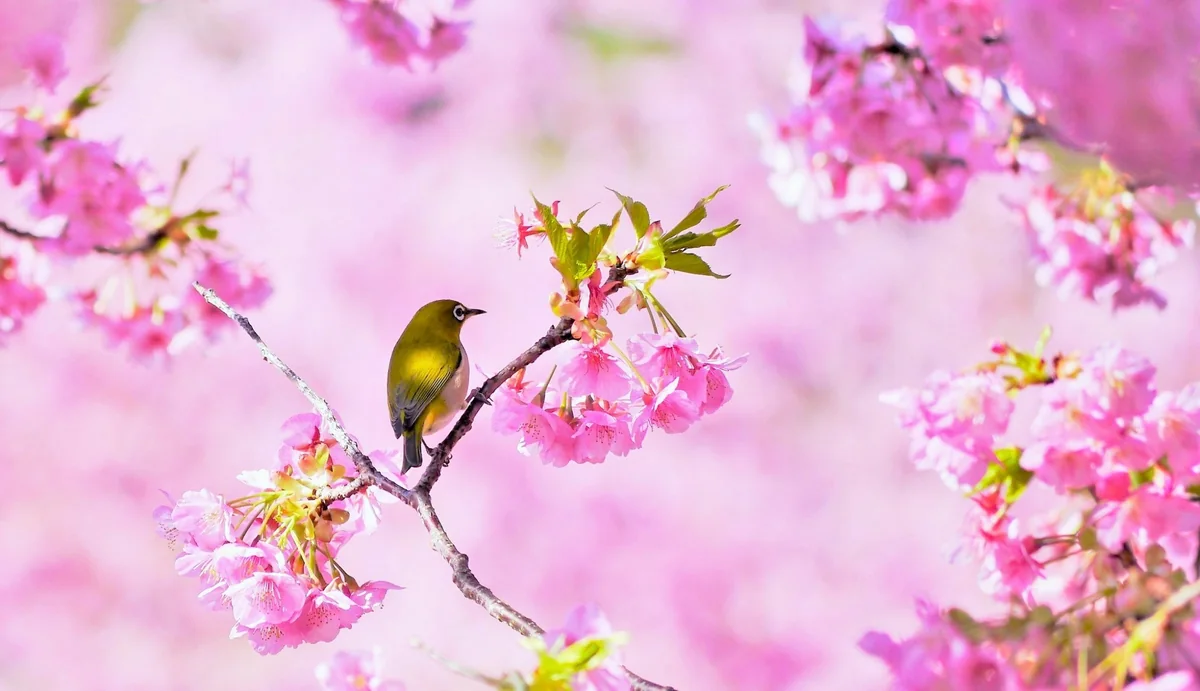 投稿写真：河津桜とメジロ