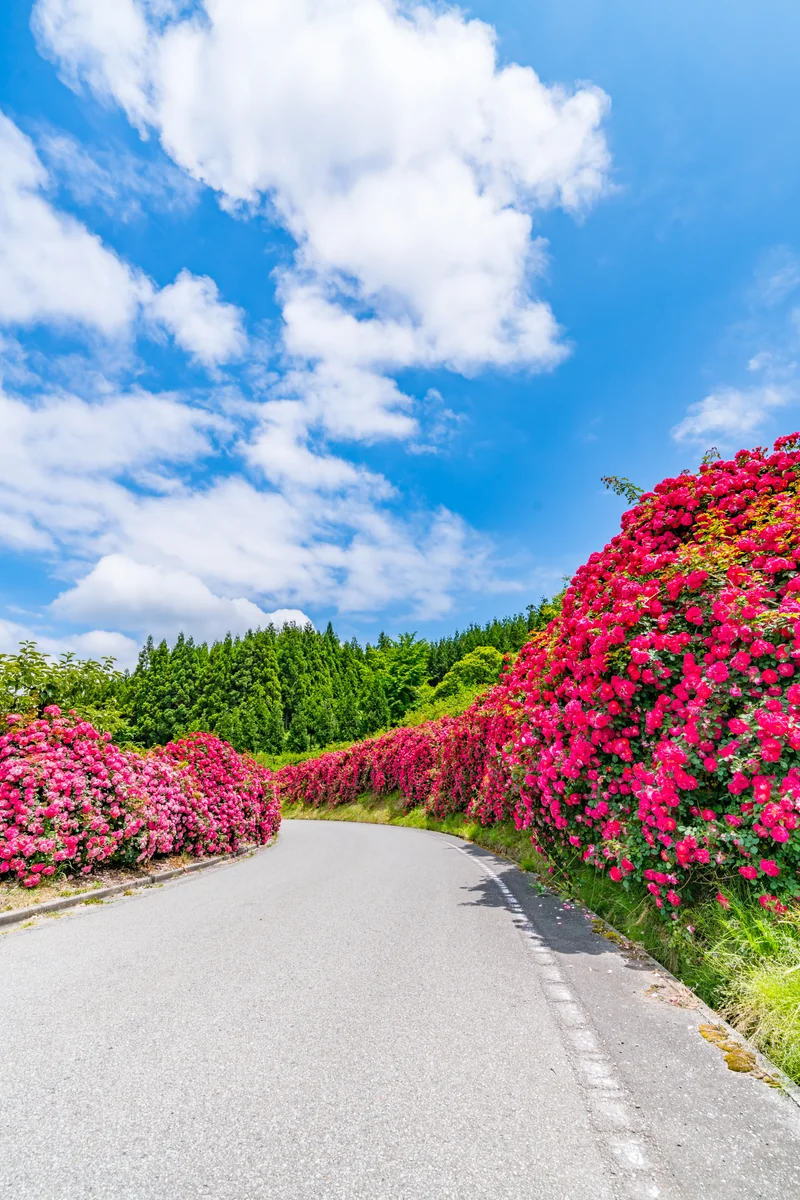 投稿写真：バラロード