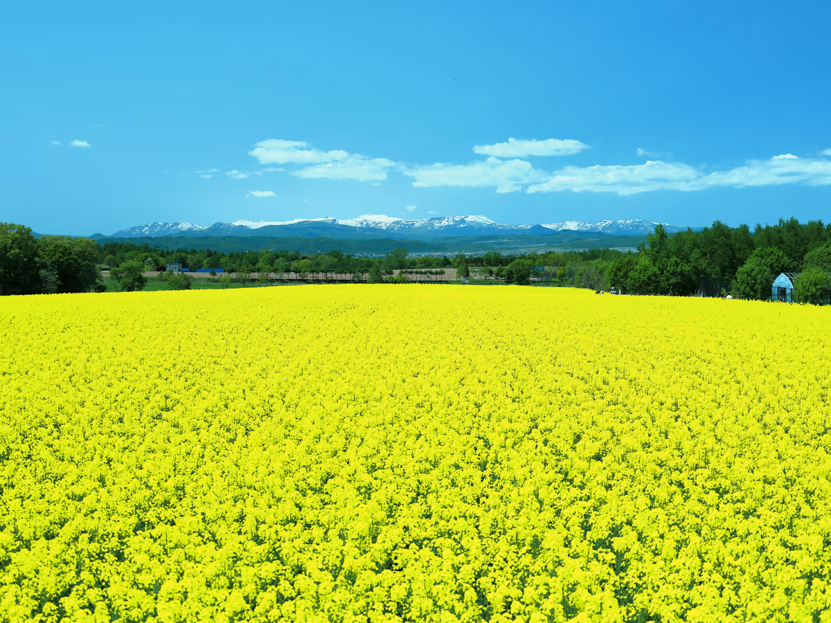 投稿写真：陽光に反射して光輝く菜の花畑