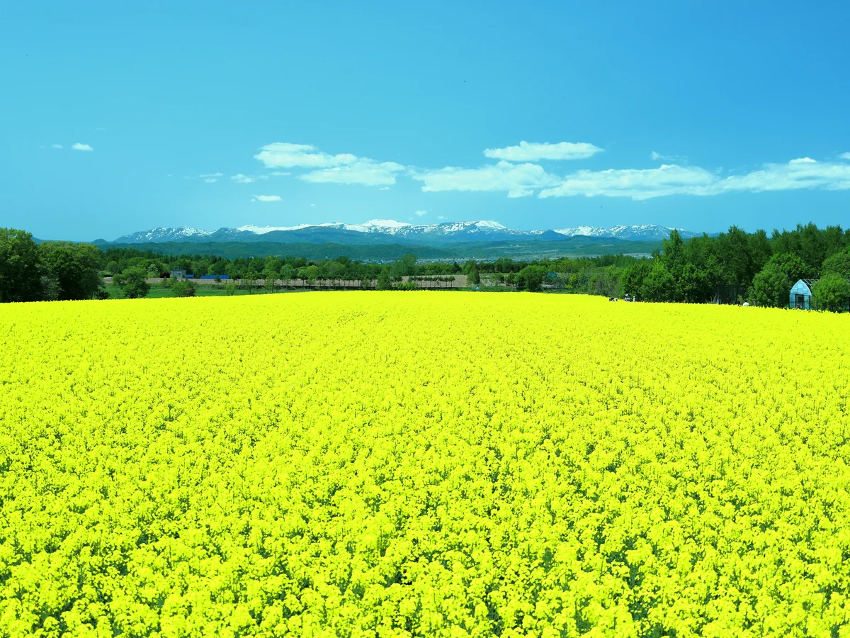 投稿写真：陽光に反射して光輝く菜の花畑