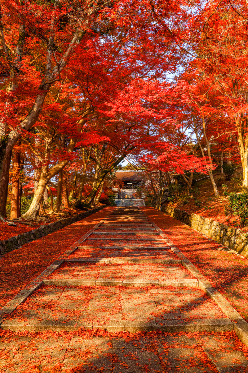投稿写真：紅の石段