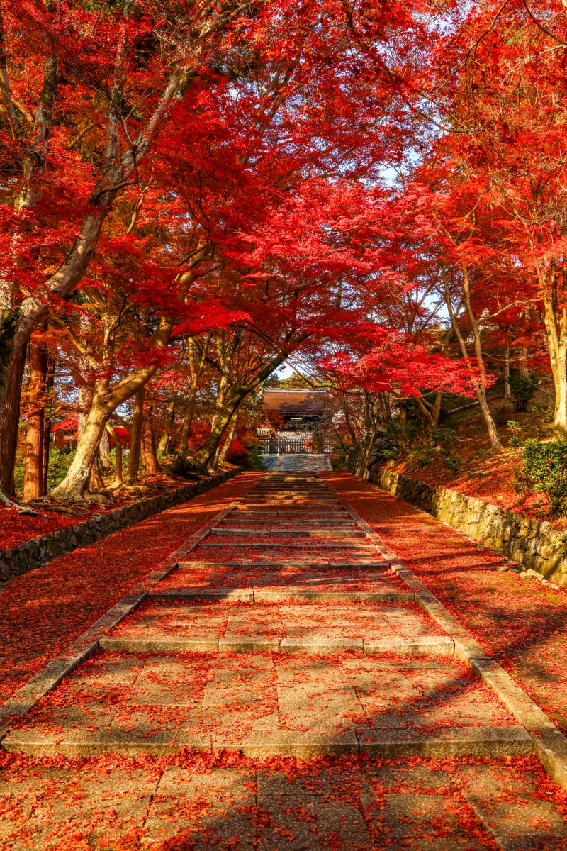 投稿写真：紅の石段