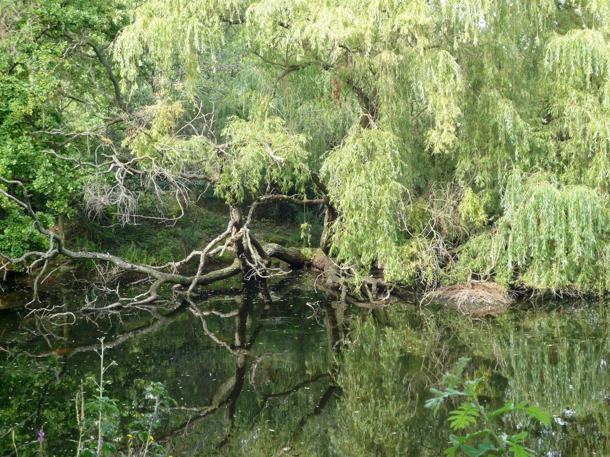 投稿写真：庭 3