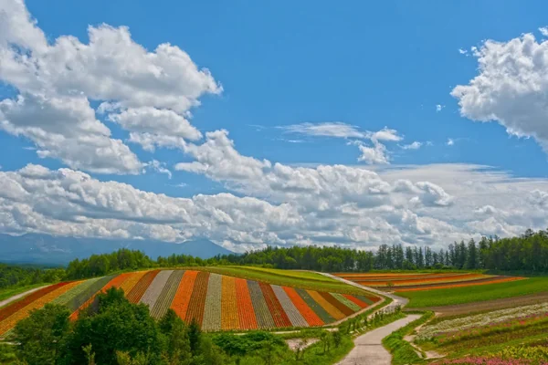 投稿：四季彩の丘の夏