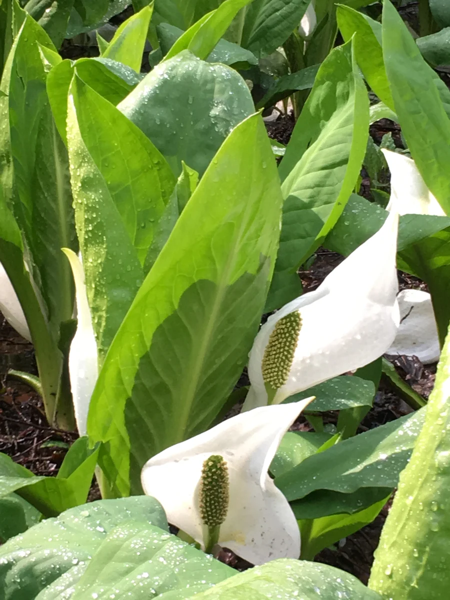 投稿写真：ふれあい自然の里水芭蕉公園