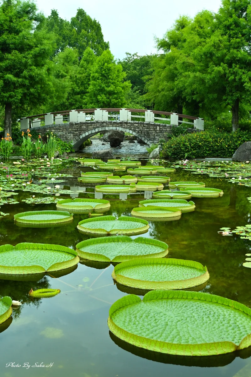 投稿写真：パラグアイオニハス