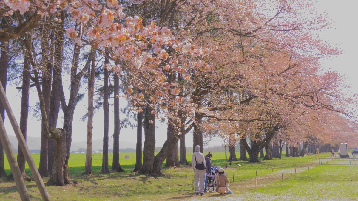 投稿写真：桜と家族