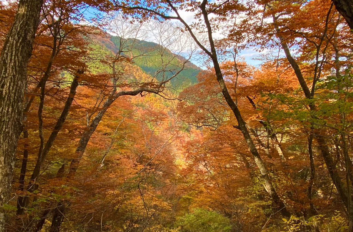 投稿写真：錦秋Part2