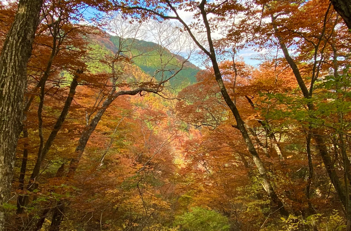 投稿写真：錦秋Part2