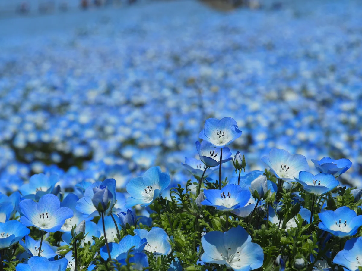 投稿写真：ネモフィラ
