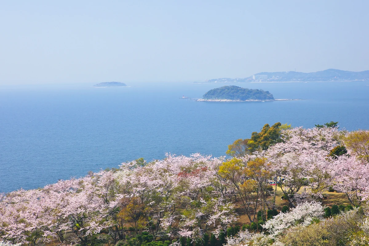 投稿写真：海辺の丘に咲く桜