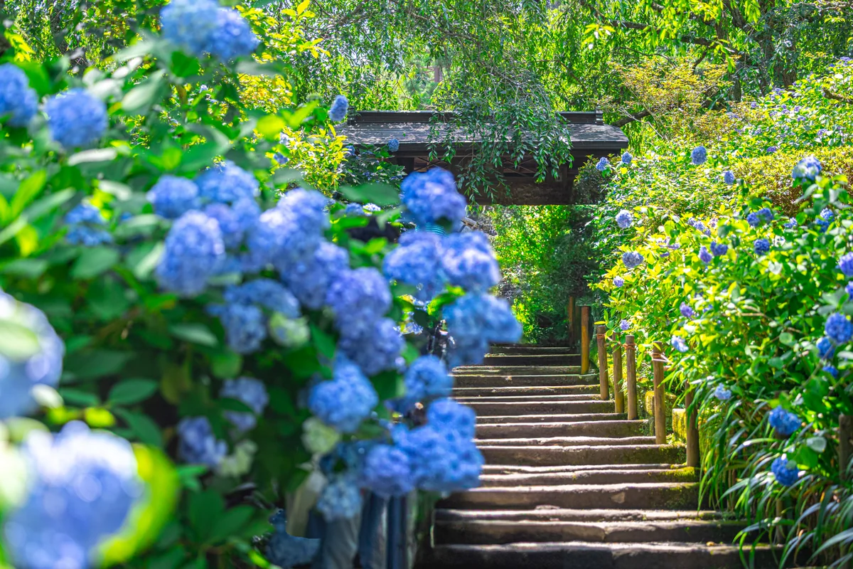 投稿写真：新緑と明月院ブルー