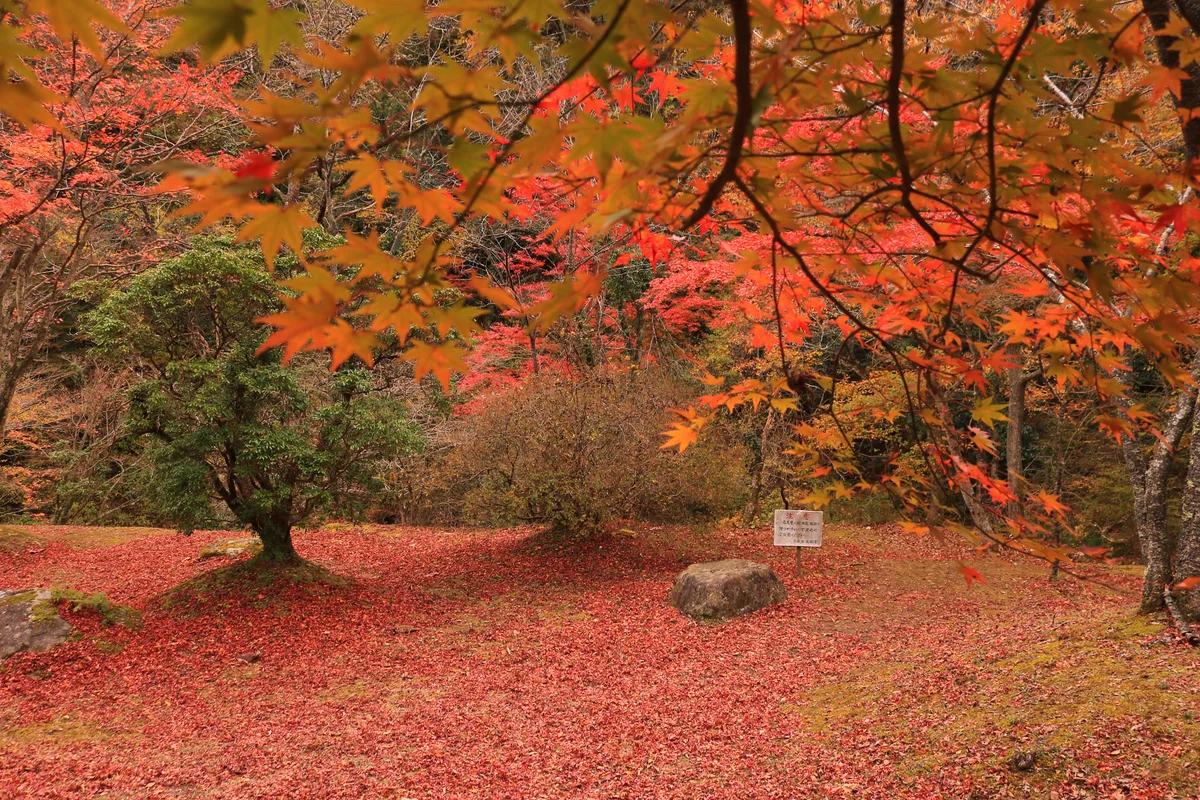 おくちゃんさんの投稿写真