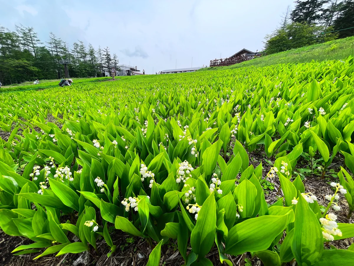 投稿写真：天空のスズラン畑