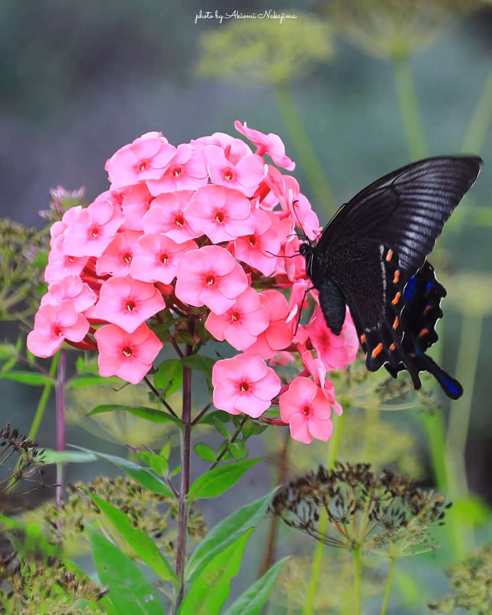 投稿写真：蜜集め