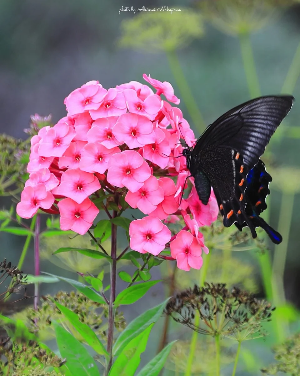 投稿写真：蜜集め