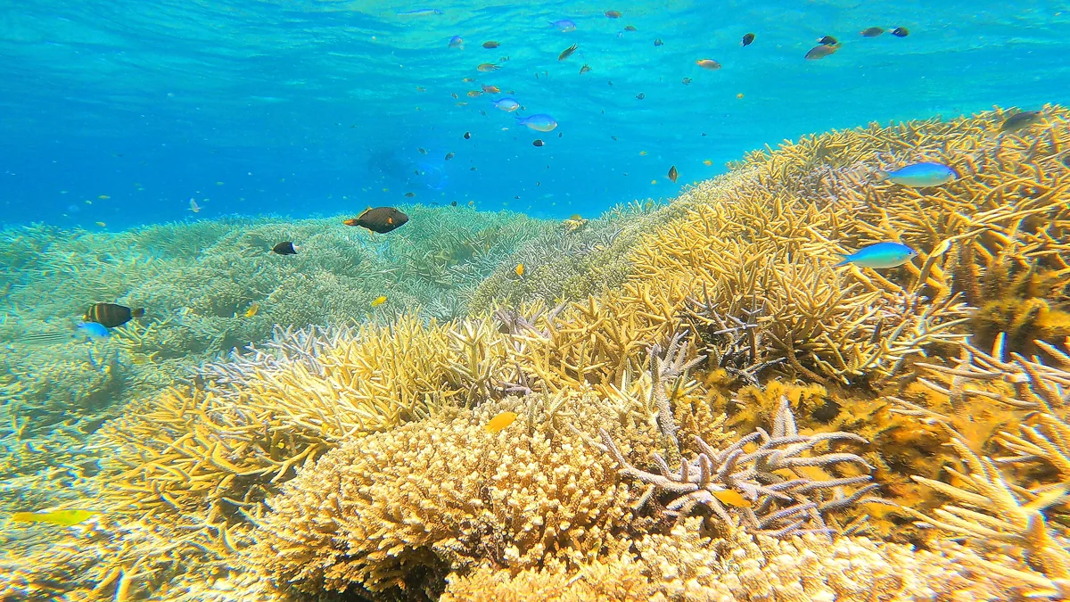 投稿写真：珊瑚の森