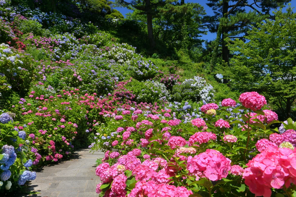 投稿写真：300万輪が咲き誇る下田公園あじさいの絶景