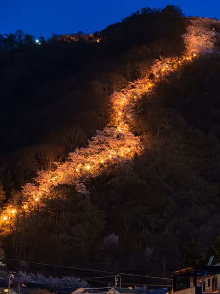 投稿：光城山 桜の昇り龍