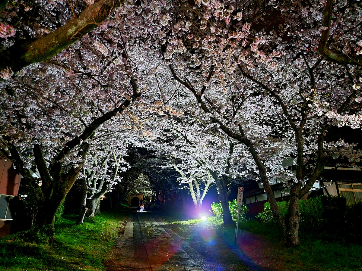 投稿写真：円応寺の桜並木