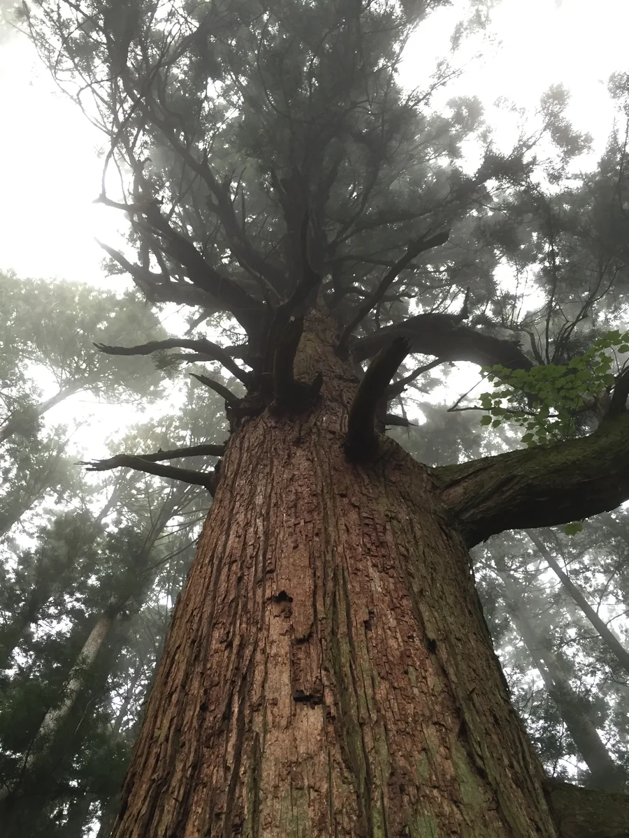 投稿写真：スギ 1200年