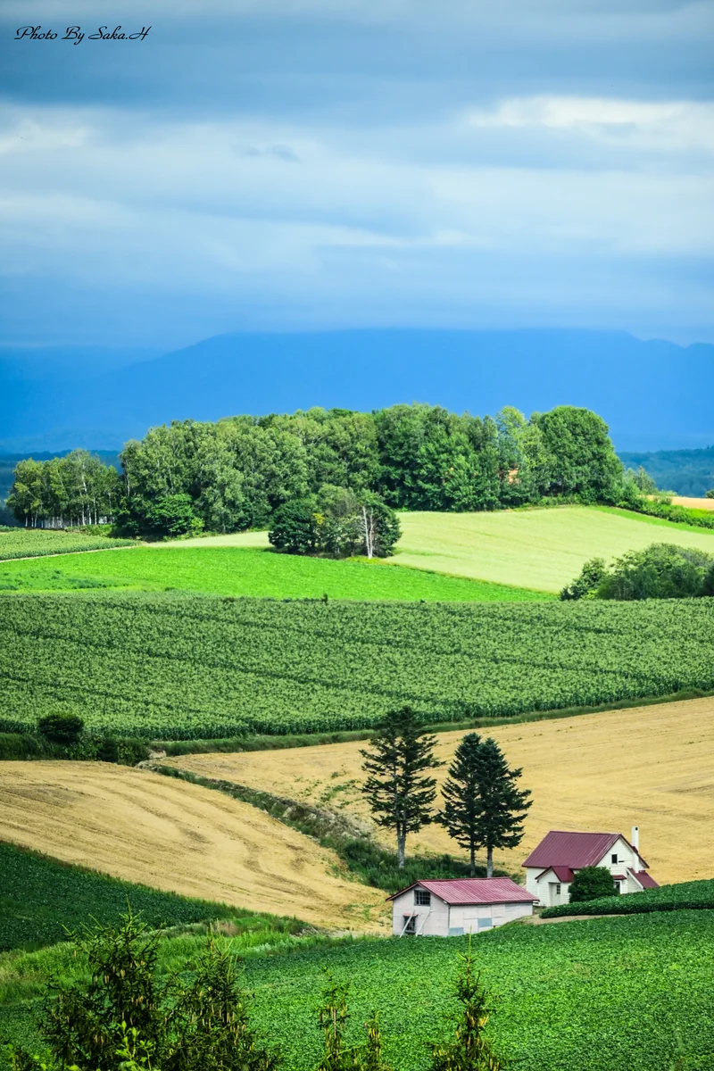 投稿写真：赤い屋根の家